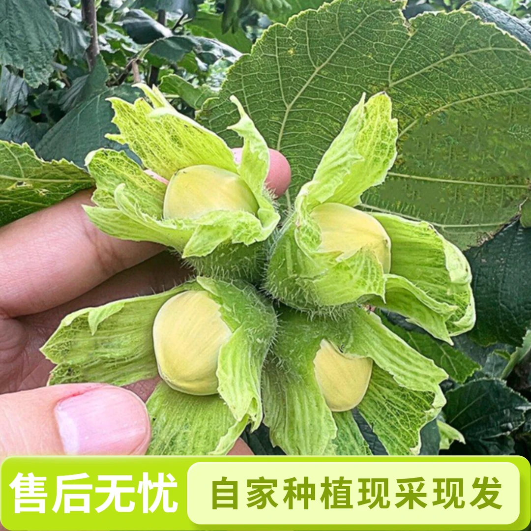 【达维水瓤鲜榛子】现采现发水嫩鲜香香脆可口带钳子水嫩香甜