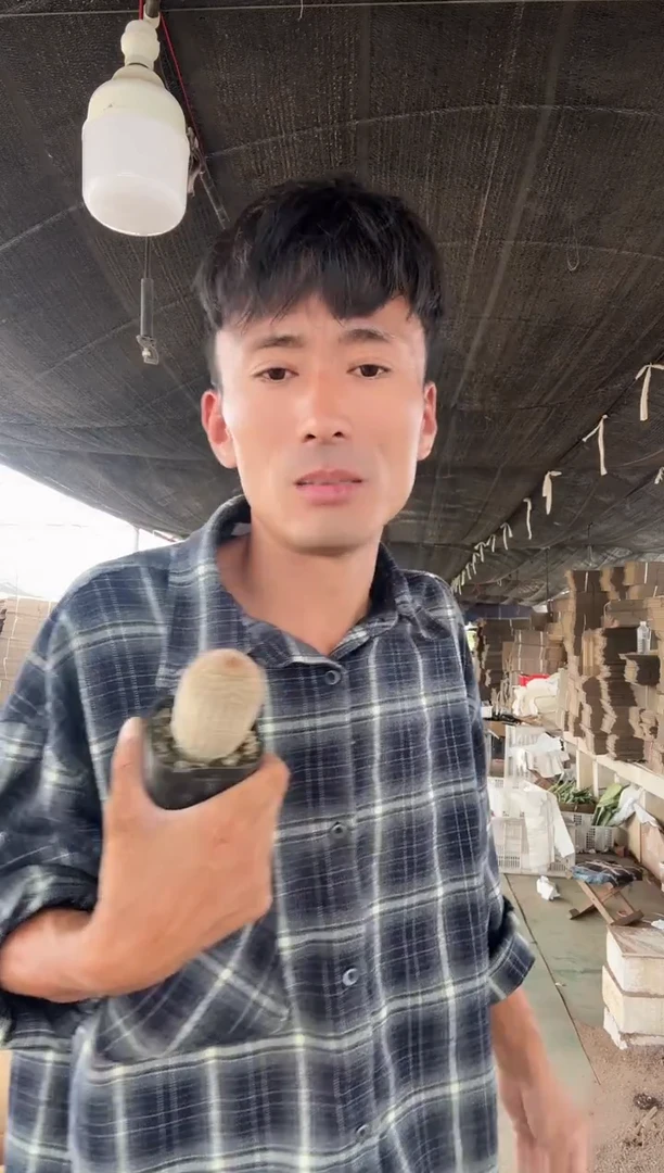 11头红太阳一棵2222