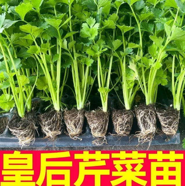 芹菜苗西芹寿光苗场直发
