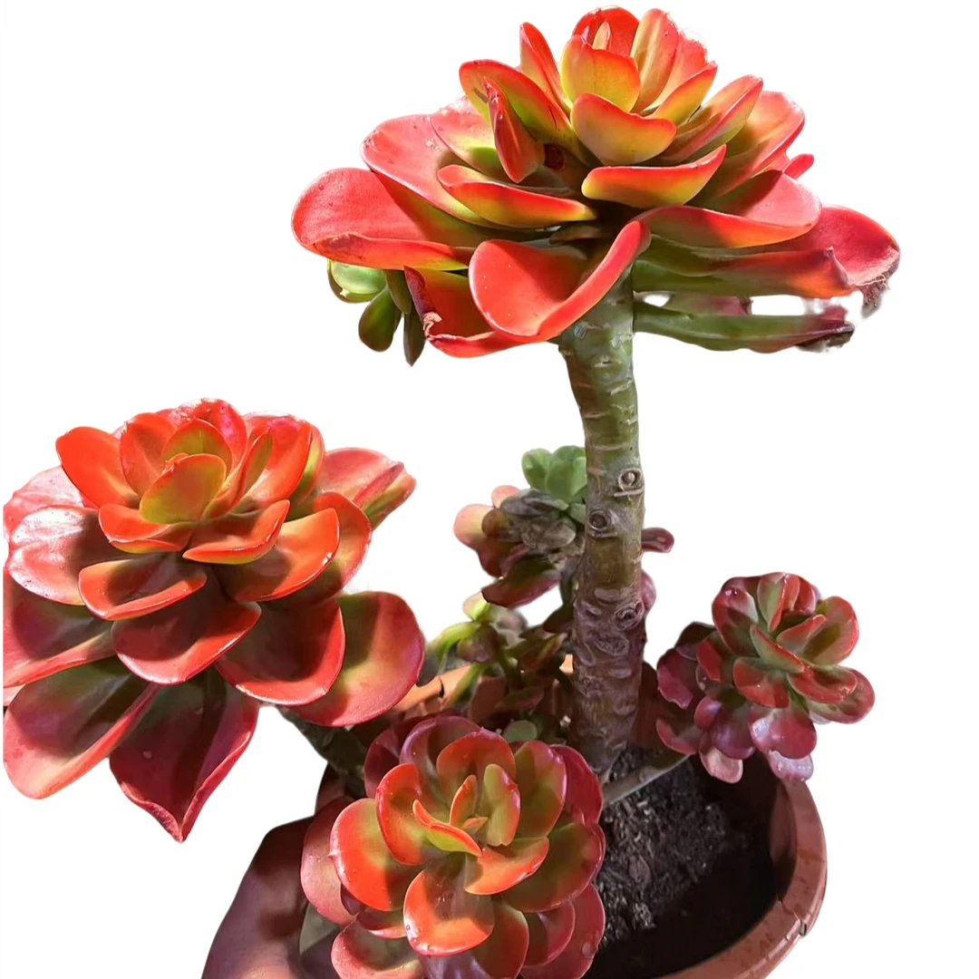 精品多肉植物 红梅