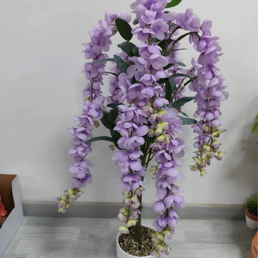 蓝花藤基地直发木质藤本植物南方四季开花特大号月季花