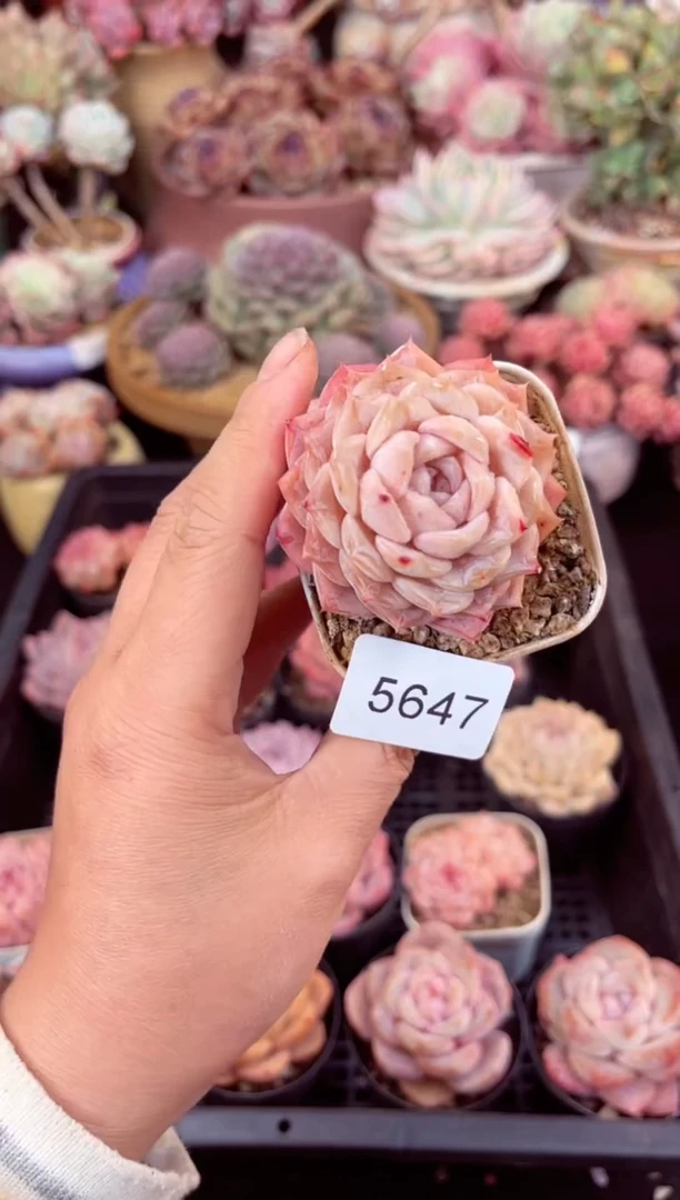 【闪购商品】5647单头纯爱多肉