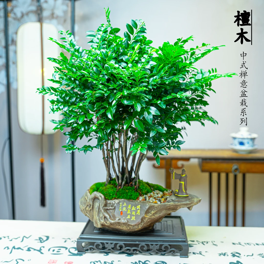 【明月檀木】丛林老桩紫檀木盆栽新中式植物适合室内桌面四季好养