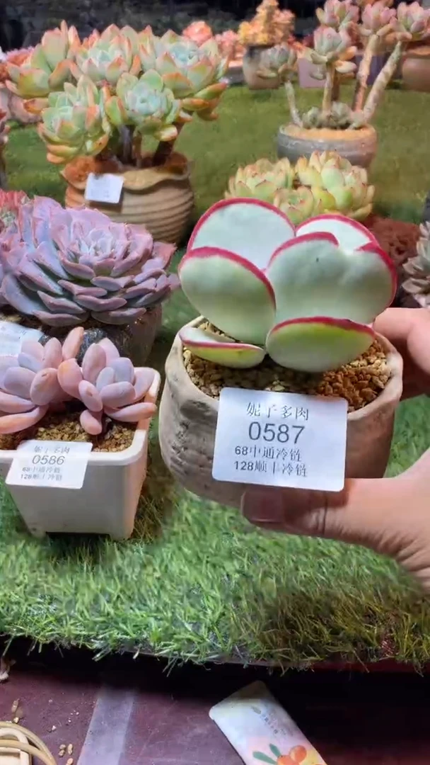 0587（满28包邮发货）