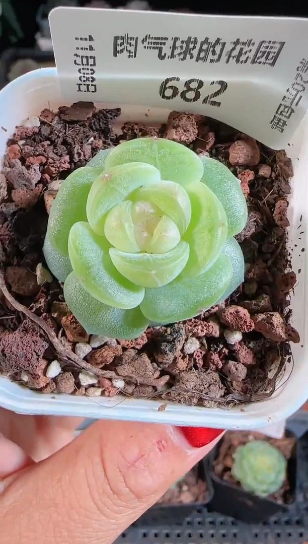 1108-682星月麦秆群不包整