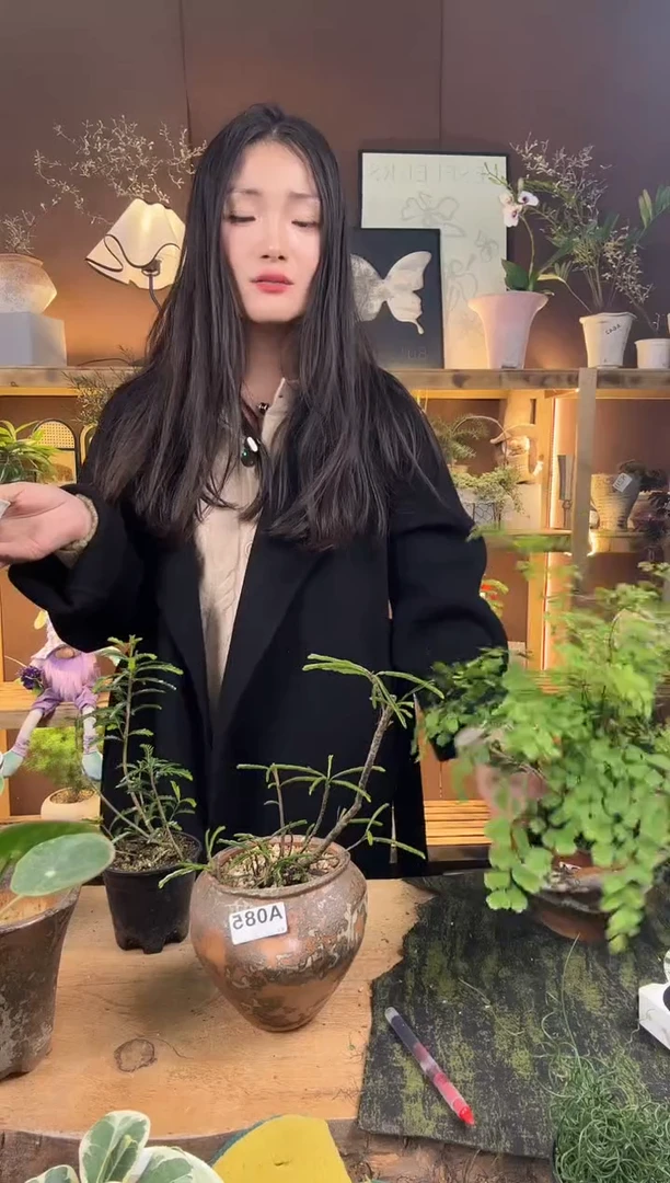 无花朵085海岛叶下珠加盆一套