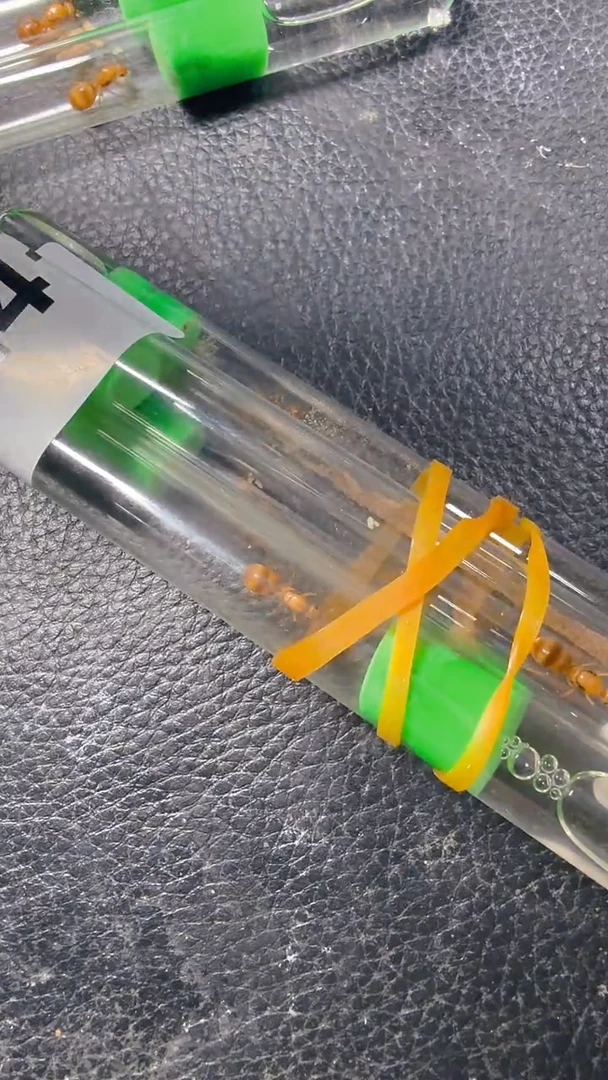 蚂蚁工坊4只孤一点包真的墨