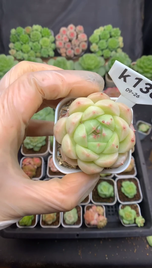k136 珍妮麦秆 脱土发 6.8