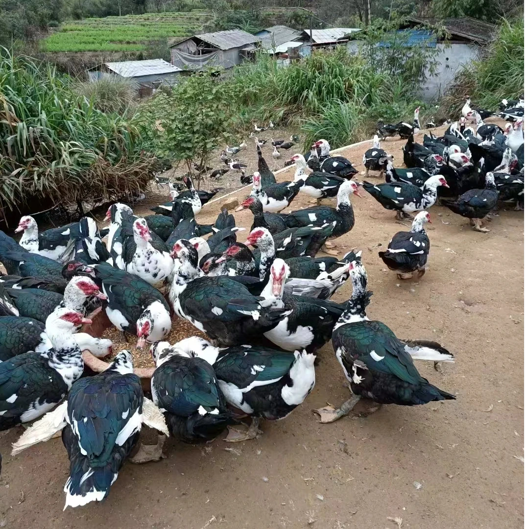 红冠番鸭  番鸭母 活 发体顺丰包邮 宠物鸭 可吃可养