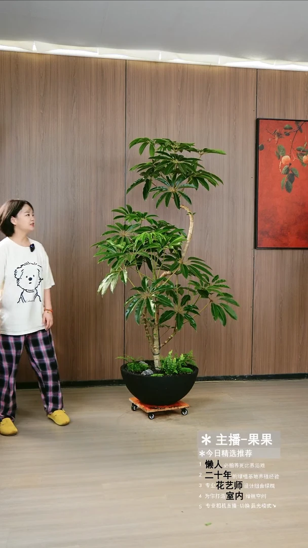 完全开放保罗大叶伞一整套
