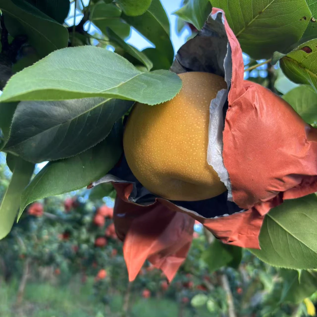 三穗现摘现发脆甜多汁应季新鲜梨子