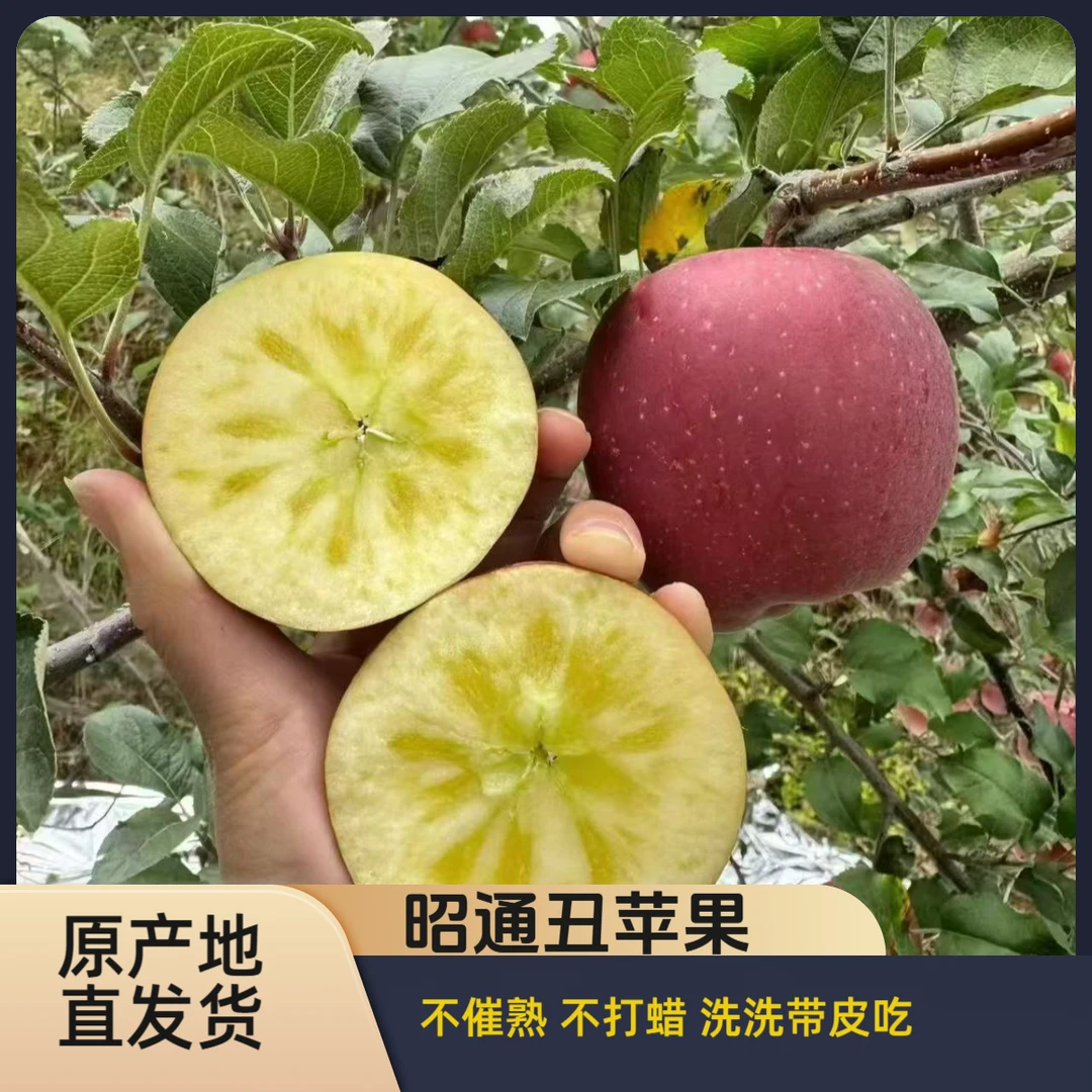 云南昭通富士苹果新鲜苹果2分果酸8分脆甜水果现摘现发5斤包邮