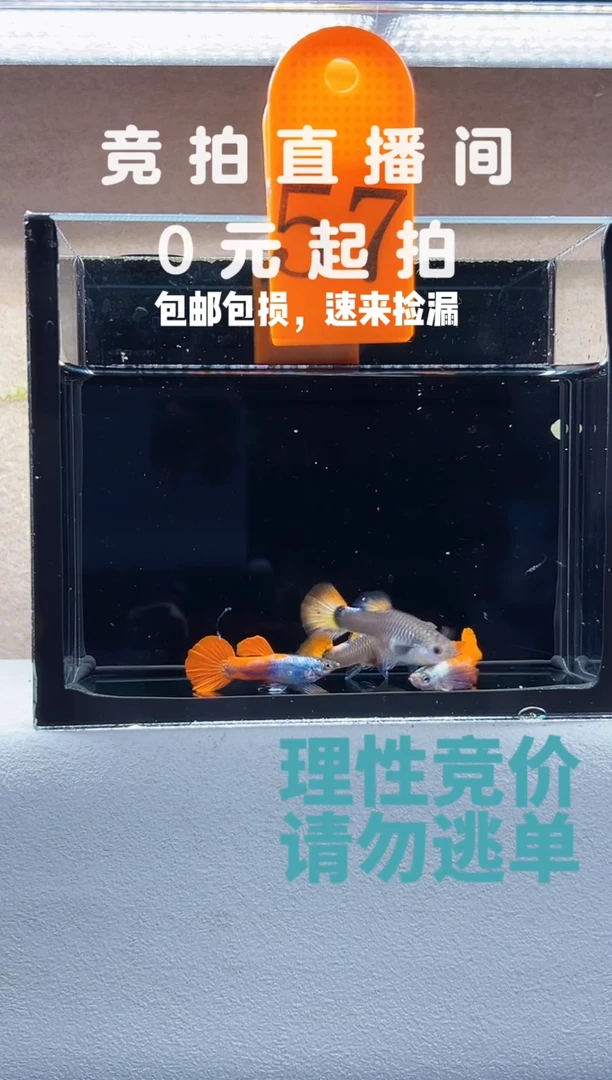 孔雀鱼象耳孔雀鱼两对编号57