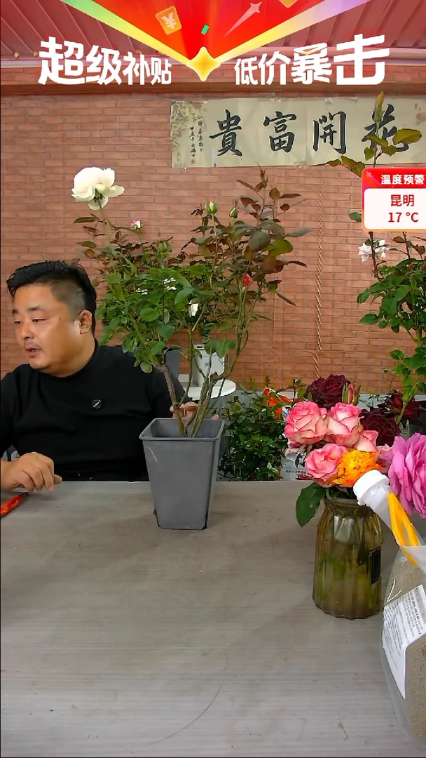 当前无花朵，栽培后可花朵蒙娜丽莎