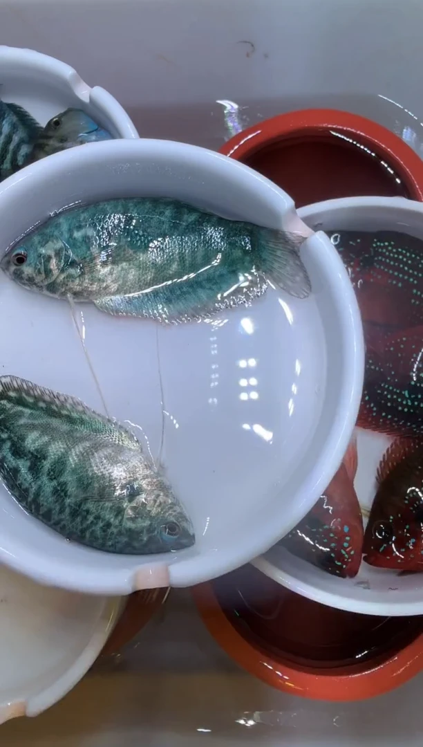 蓝曼龙鱼蓝曼 龙 5条送1条备损