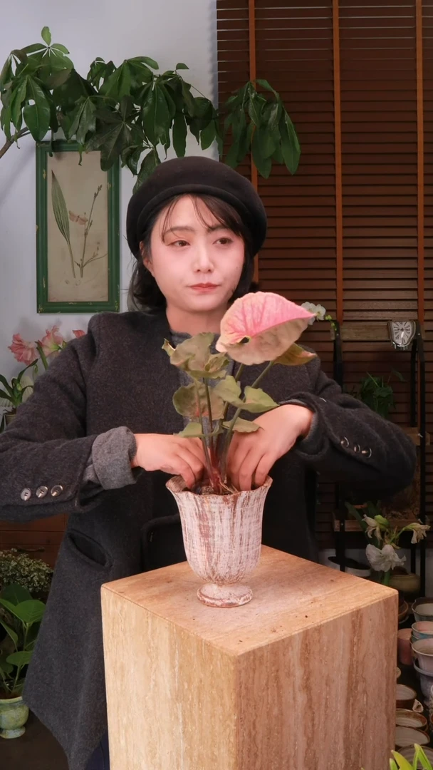 无花朵 圣诞老人合果芋 套盆 顺丰包邮