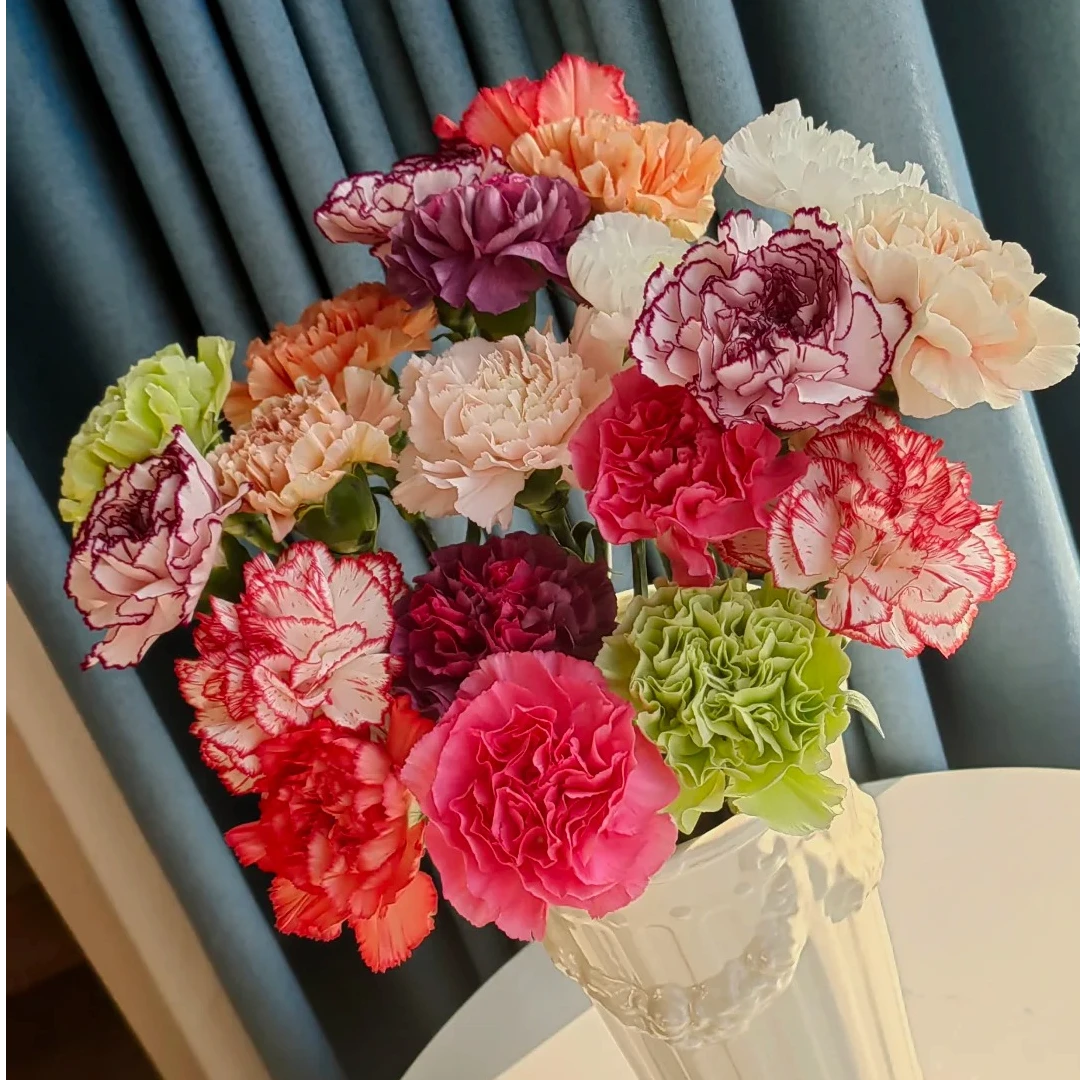 花福十花边新闻-康乃馨16枝-鲜花批发直播