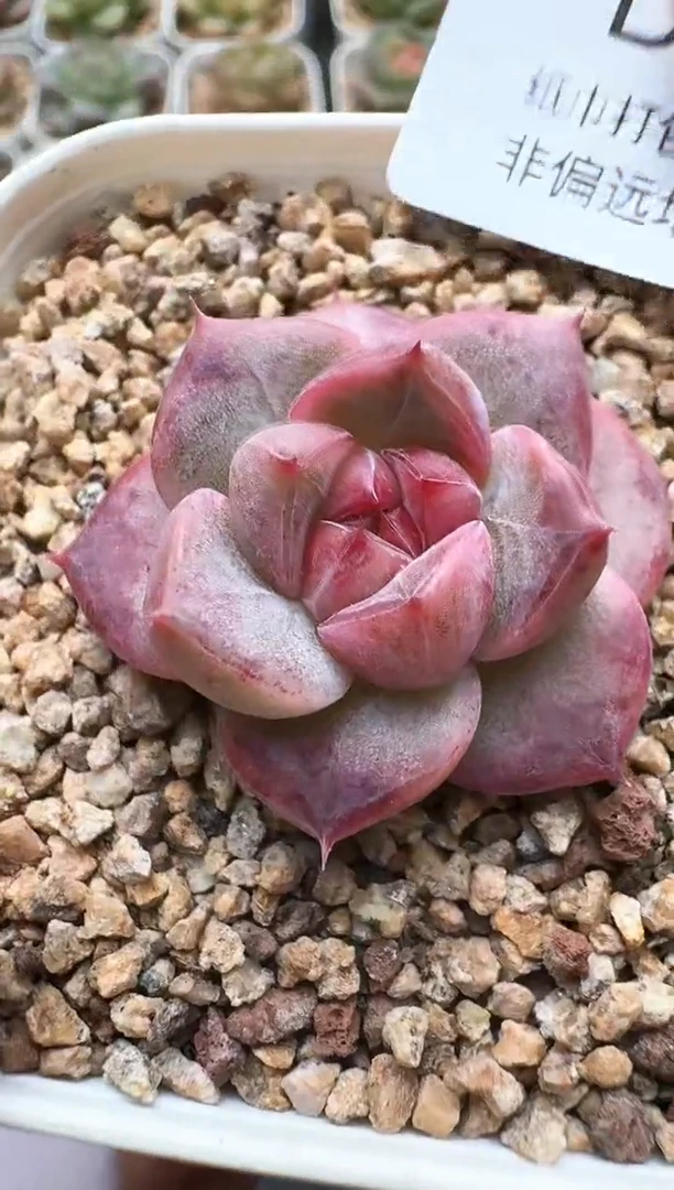 761D云禹多肉植物 带盆土纸巾打包 3颗包邮