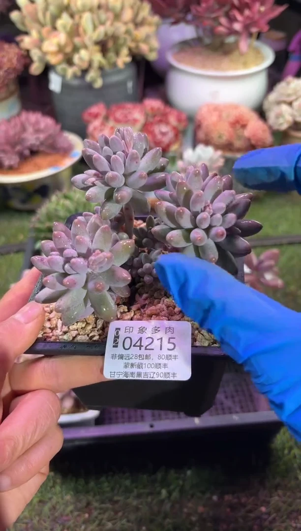 【闪购商品】04215