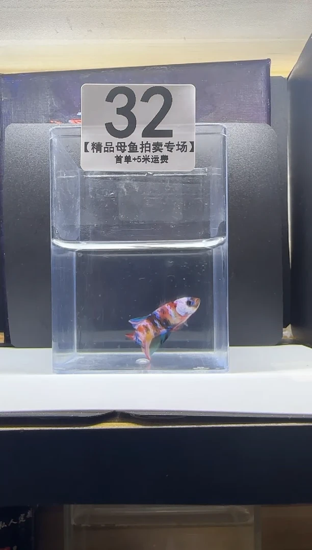 斗鱼精品母鱼编号32