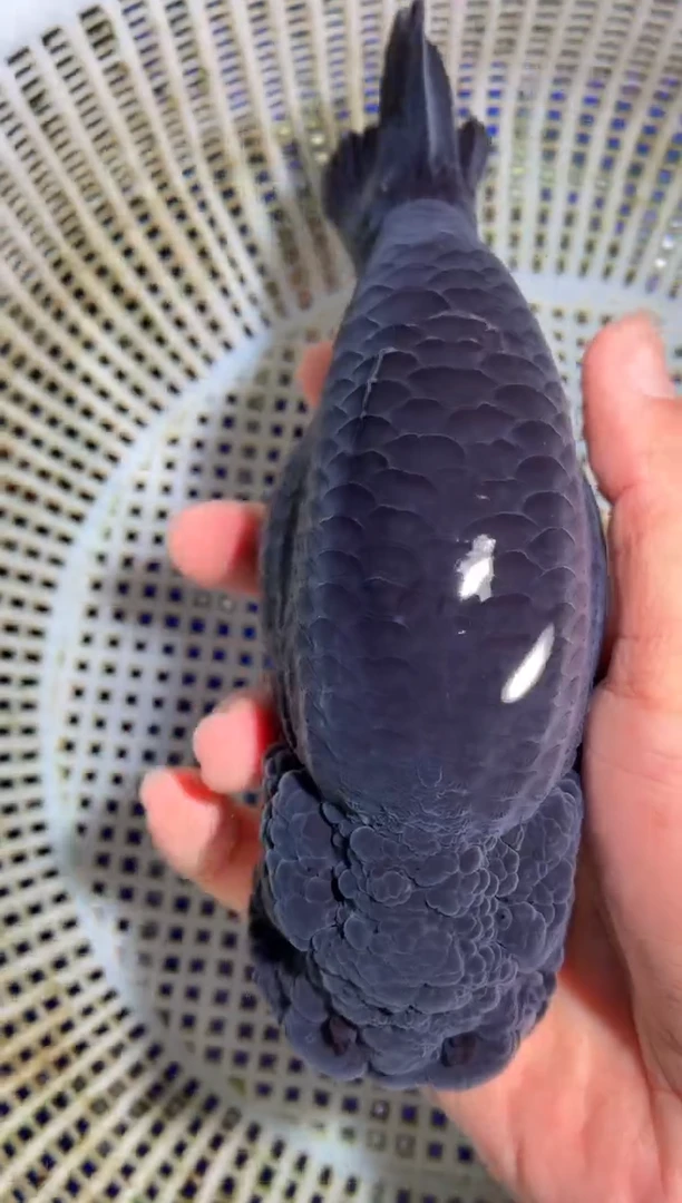 金鱼（运费到付，马印灯下展示）福州追鱼兰寿金鱼