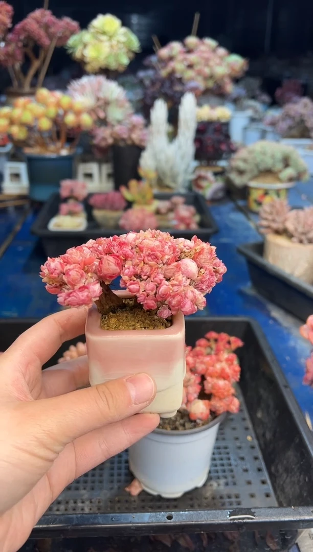 【闪购商品】630不带盆