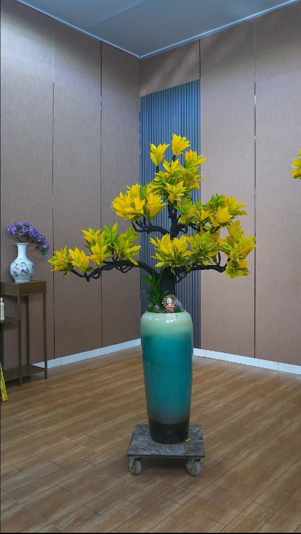 不开花植物忠*诚00000000