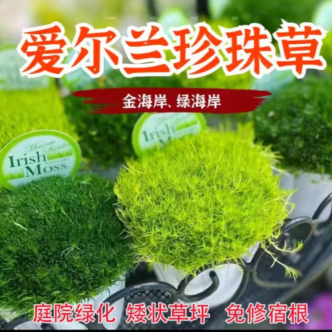 爱尔兰珍珠草黄金海岸绿高档花镜地被植物庭院室内耐寒阴四季常绿