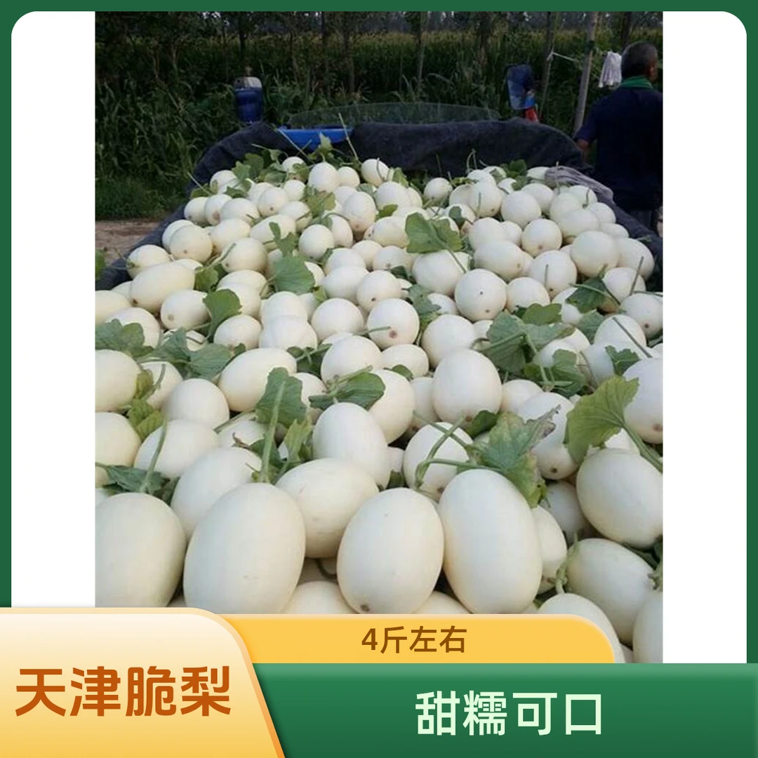 天津本地冰糖脆梨甜瓜3.5到4斤