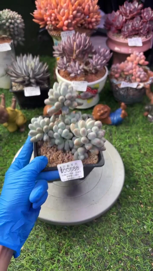 昆明印象多肉00688