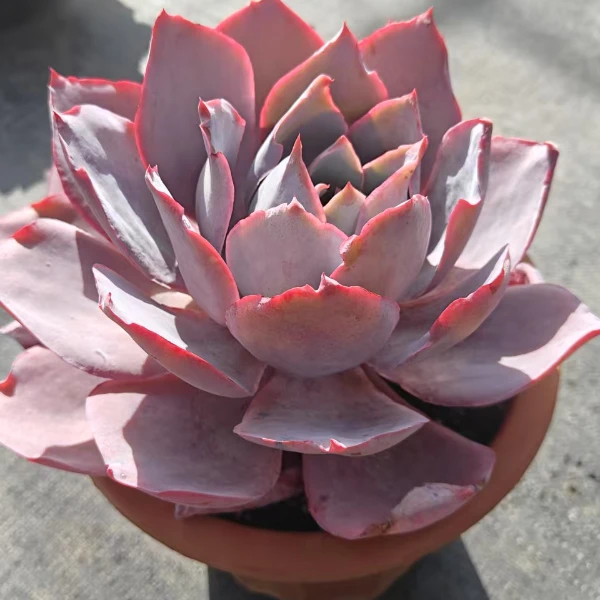 晚霞仙子 新手好养云南昆明发货精品多肉绿植园艺种植多肉