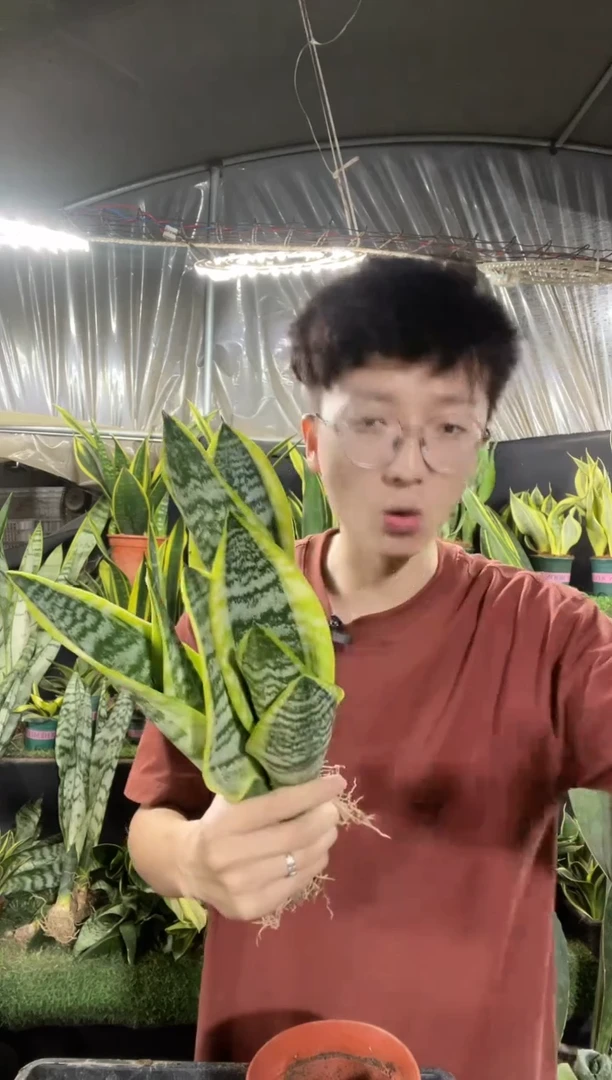 矮脚金边裸根3棵9.9