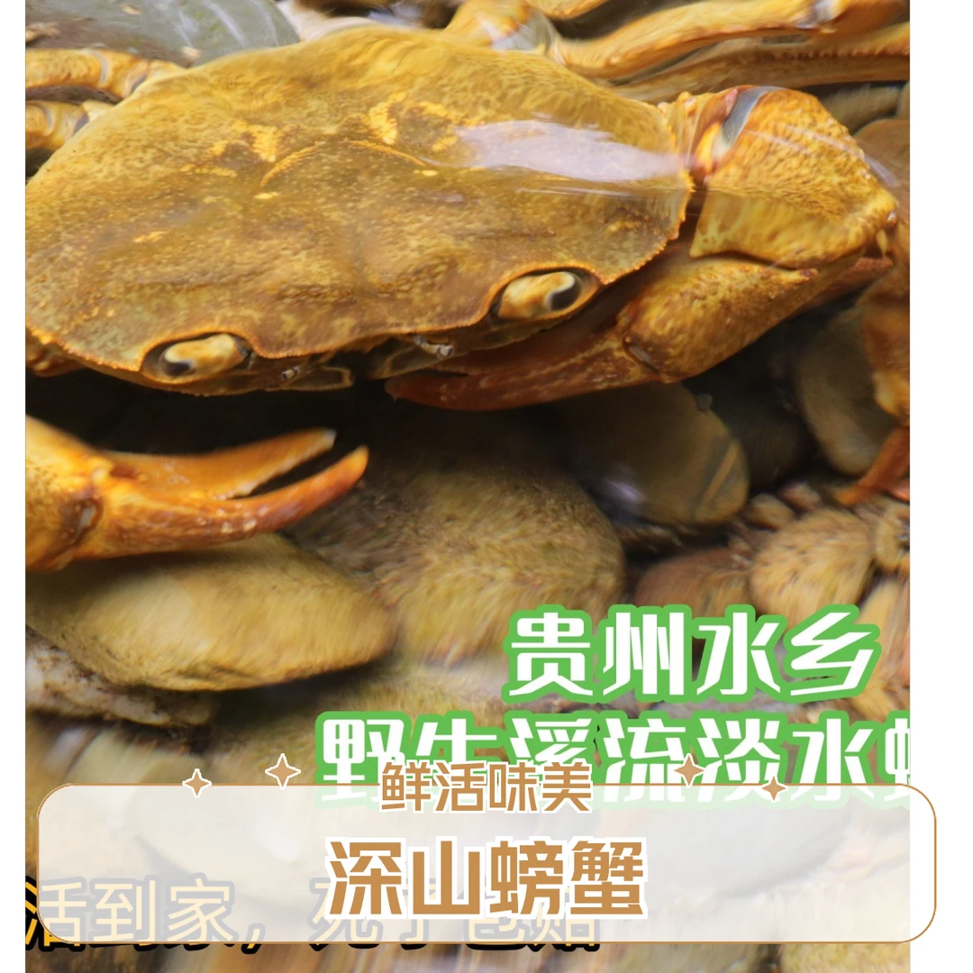 贵州深山溪流螃蟹肉质鲜美可煲汤煲粥爆炒清蒸