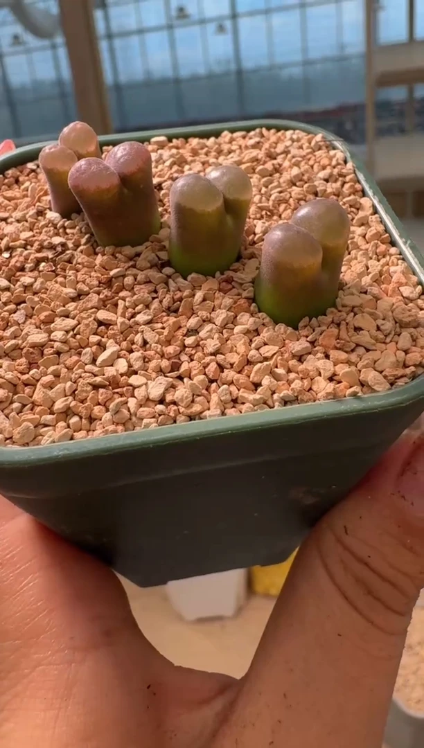 19-40多肉植物肉锥杰克雪花磁铁一颗