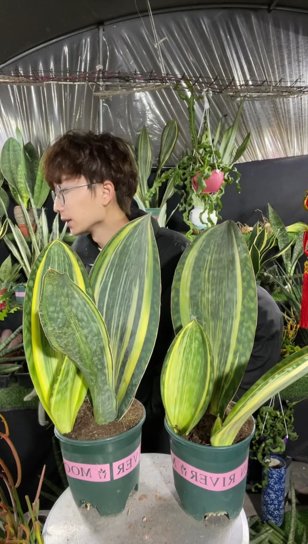 【闪购商品】黄金宝镜带盆土带仔29.9