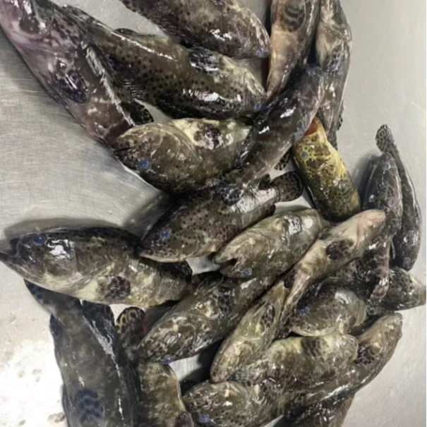 （新鲜速冻）江苏 黄海石斑鱼 6-8两左右/条 顺丰快递