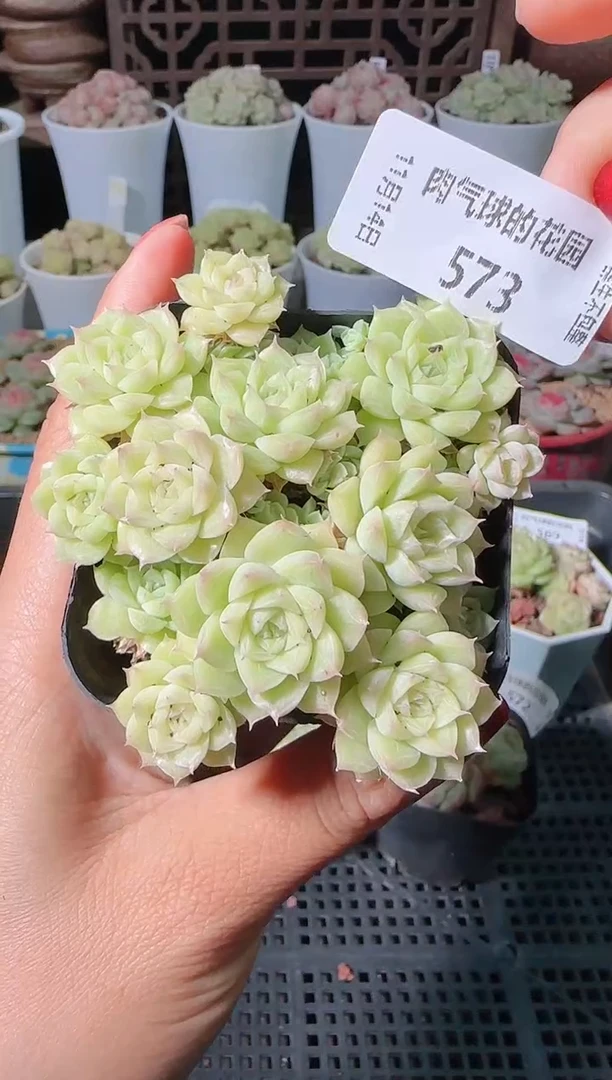 1114-573群生不包整