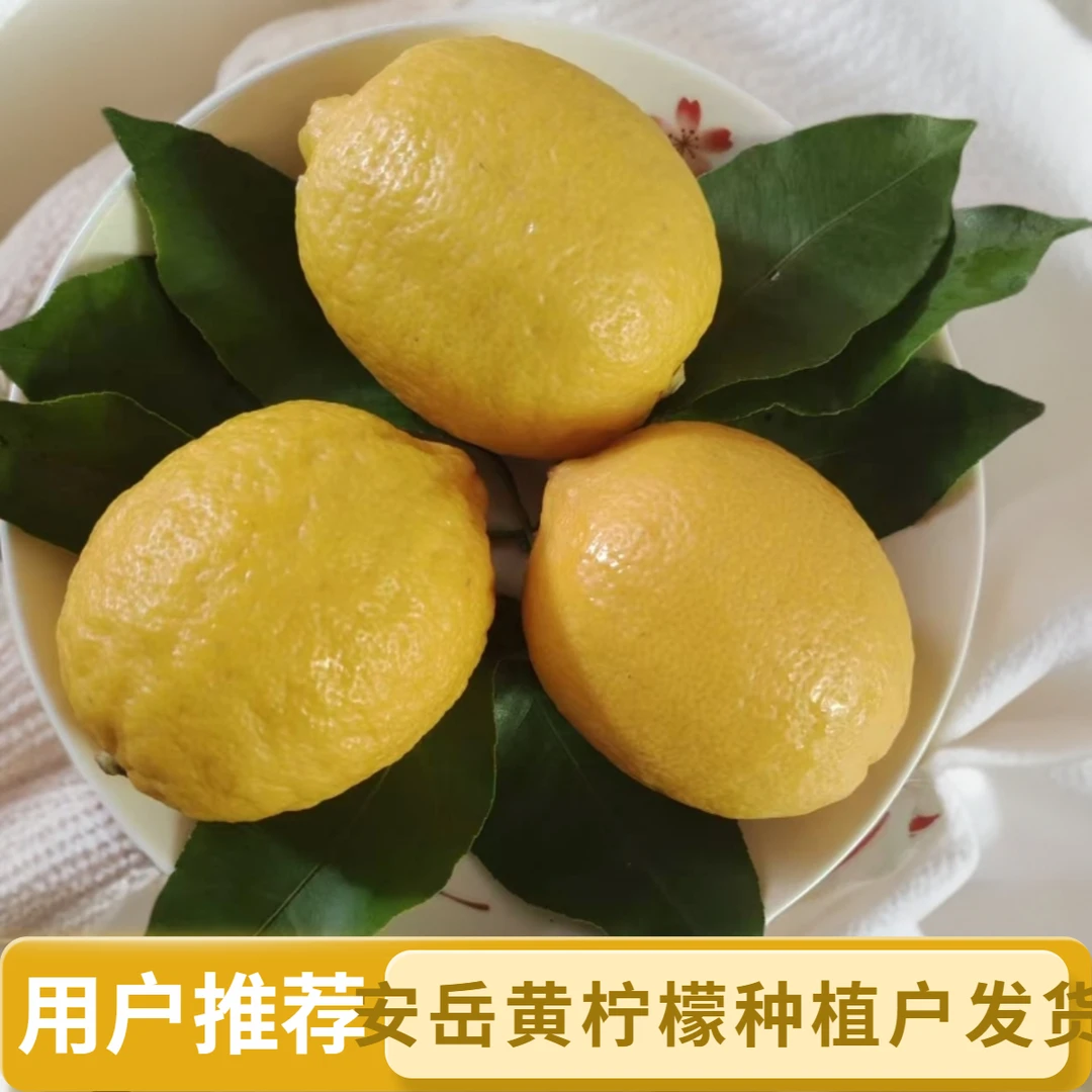 新鲜产地直发黄柠檬鲜果多汁酸爽皮薄果香水果视频新鲜黄柠檬台风