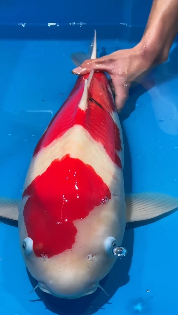 锦鲤佛山金隆锦鲤直播专用闪购链接，不支持7天无理由退货退款