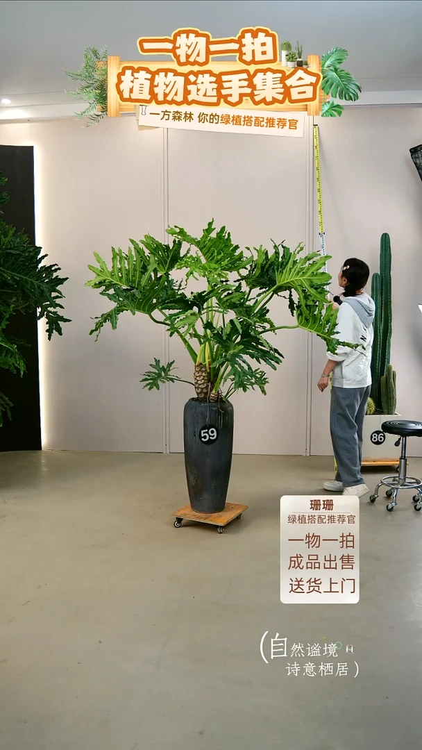 无花朵f*龙鳞春羽连盆种好栽好一整套送货上门