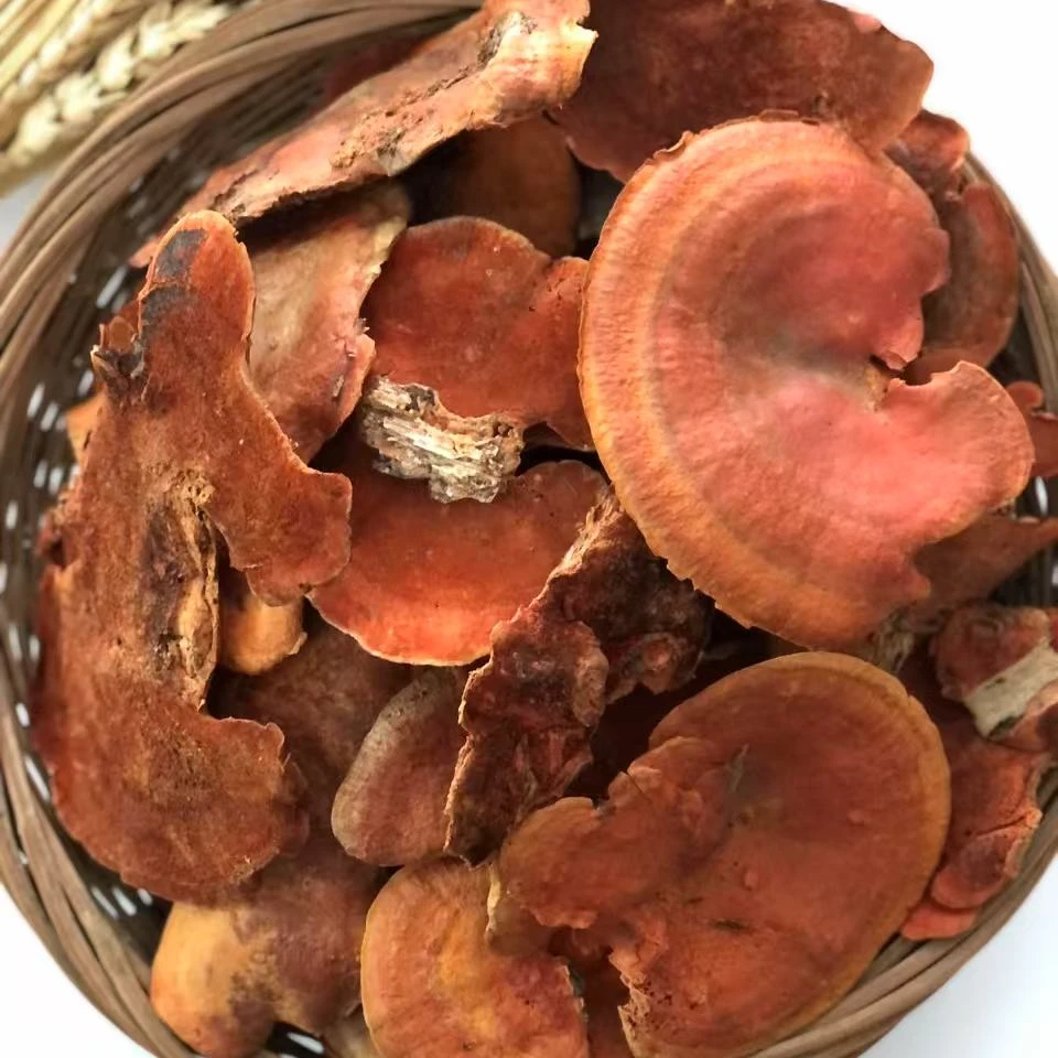 野生牛樟芝 搭桑黄煲水