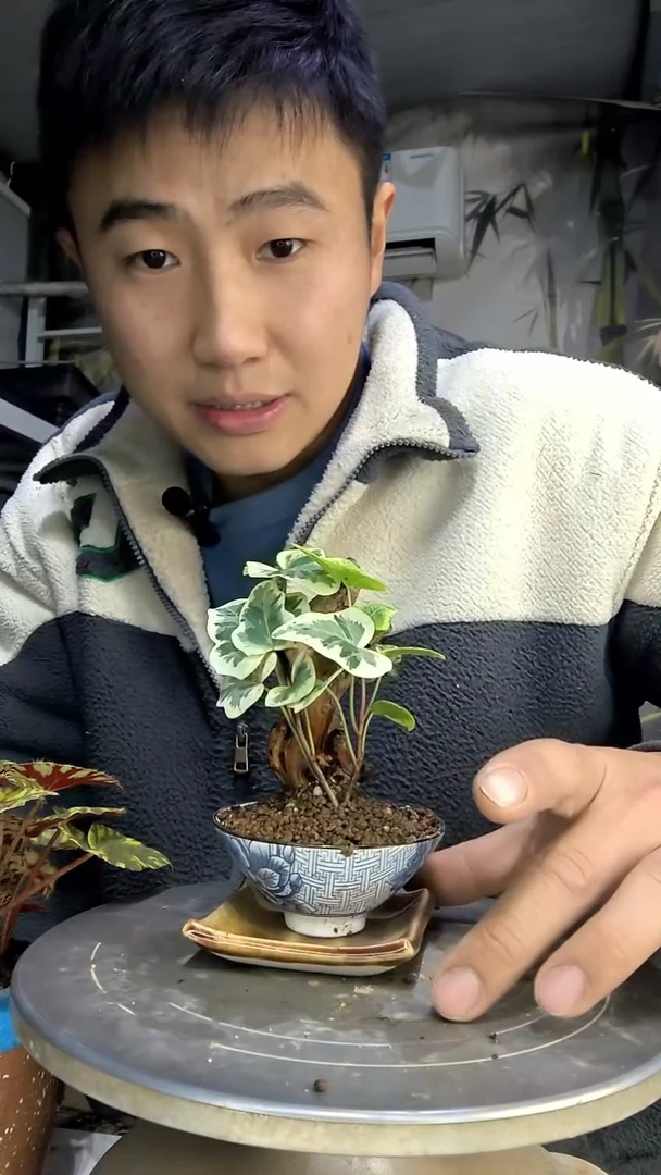 用****9中青园艺一物一拍花269