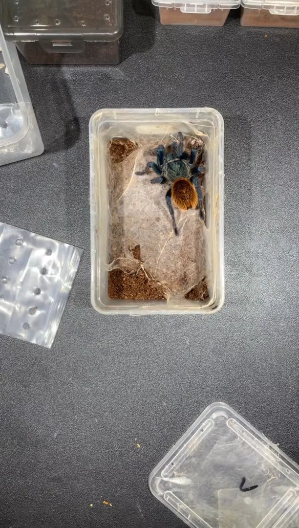 跳蛛红绿橙11cm母
