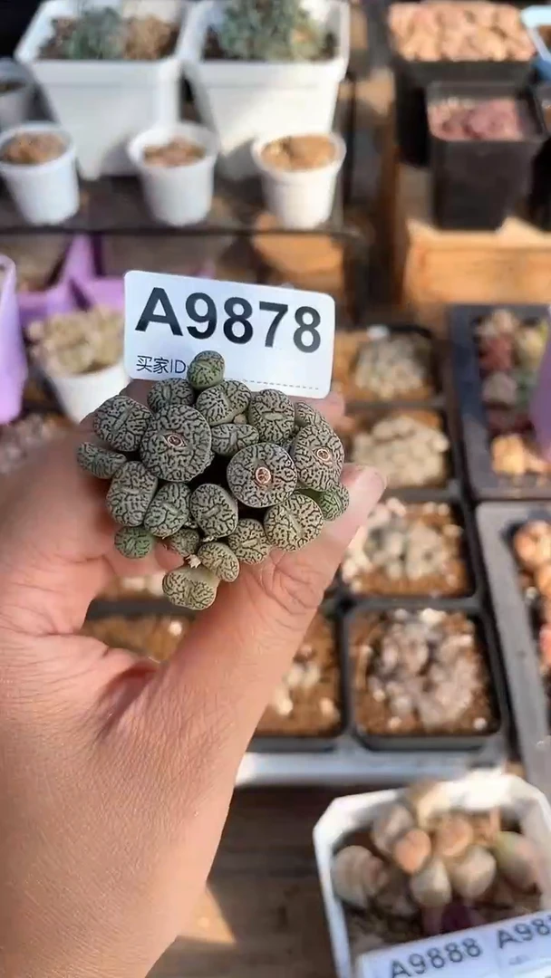 【闪购商品】9878直播一物一拍