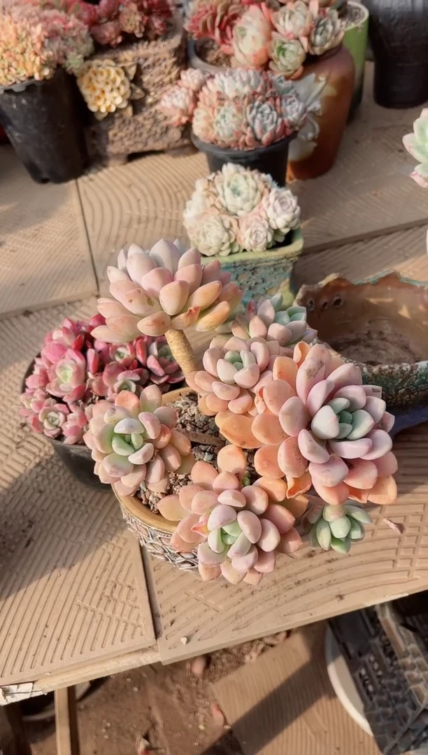 【闪购商品】15209