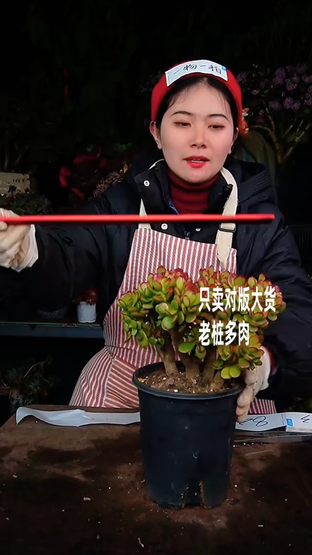 【闪购商品】摇钱树81号