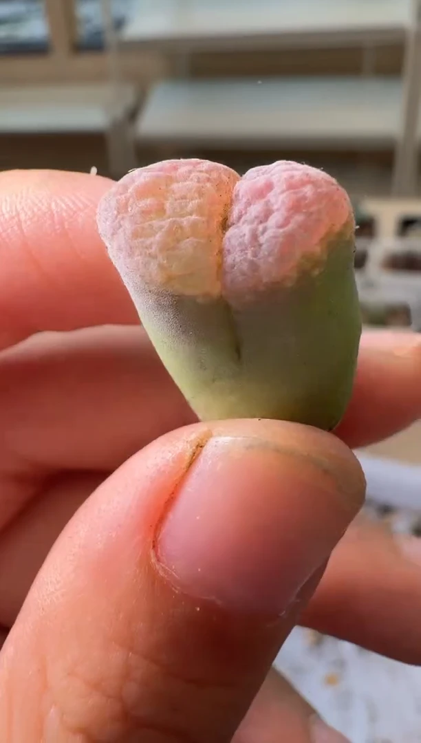 24-258多肉植物肉锥