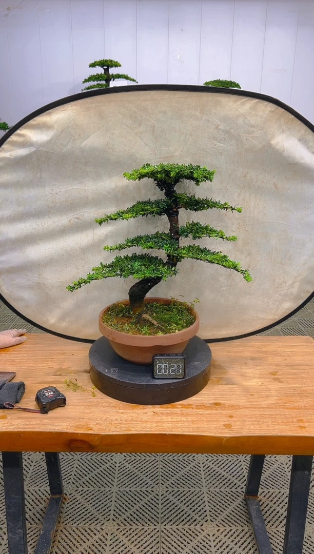 无花朵一物一拍一物一拍