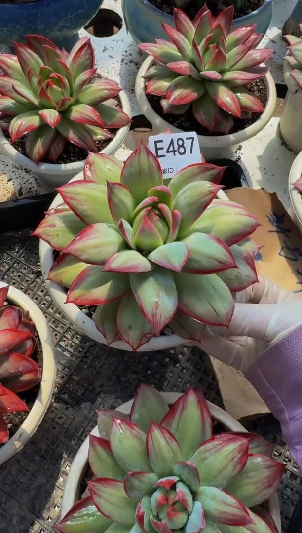 E487惊鸿仙子（裸根发货）