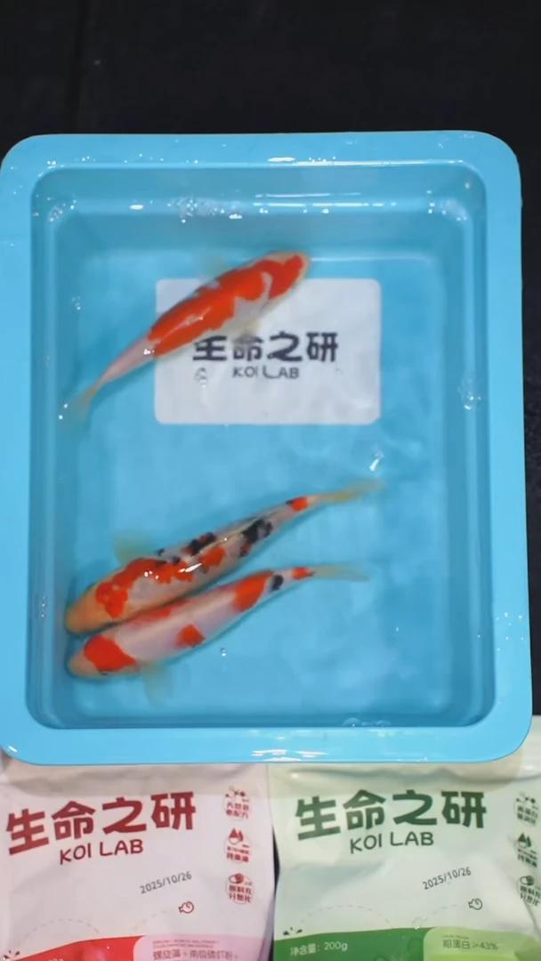 锦鲤血统大正锦鲤红白锦鲤丹顶红白丹顶三色